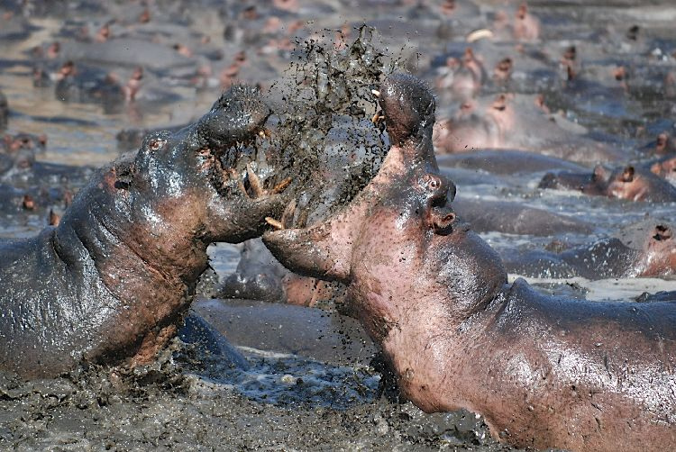 mehr Hippos
