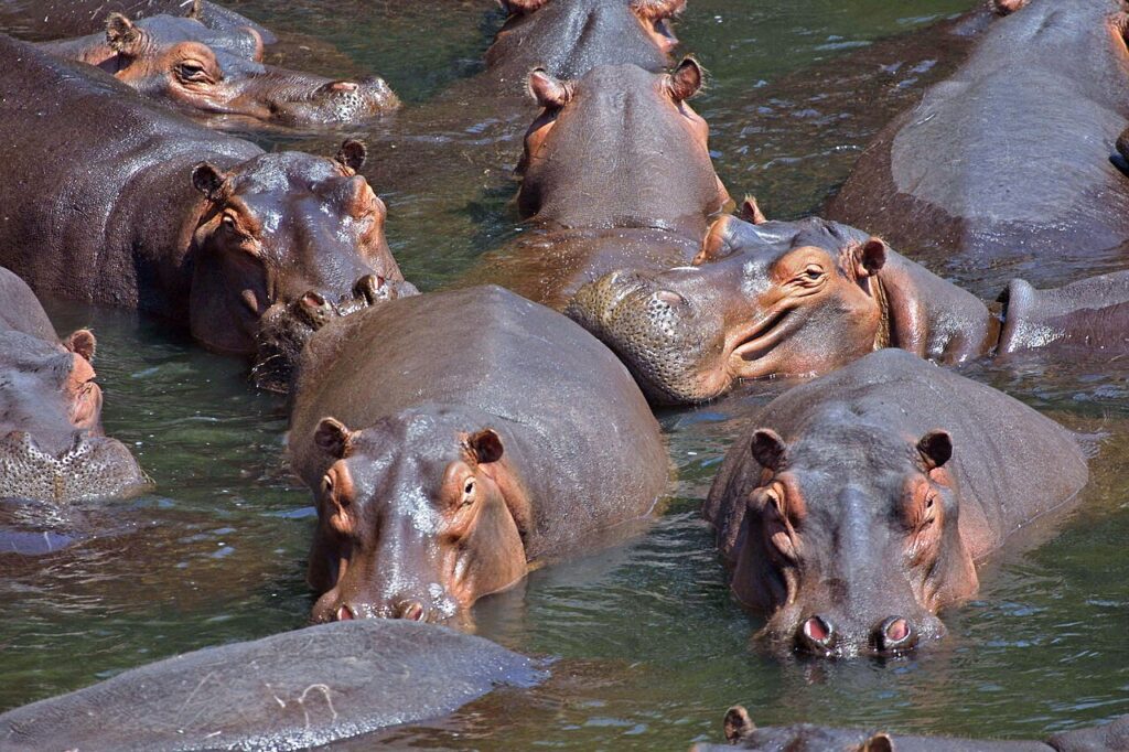 Hippos